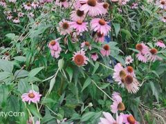 -黑龙江省森林植物园