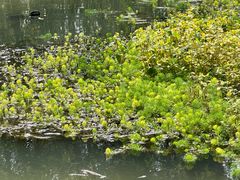 -桤木河湿地公园