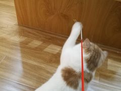 -滚猫咖啡·猫咖·猫友好撸猫(未来城店)
