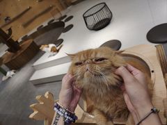 -飞行喵MR PILOT|猫舍·猫咖(静安大融城店)