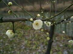 -合肥滨湖国家森林公园