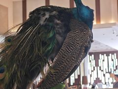 -西双版纳融创皇冠假日度假酒店