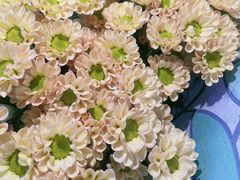 -循礼门鲜花花市(武汉循礼门店)