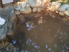 -张家港金凤凰度假村温泉