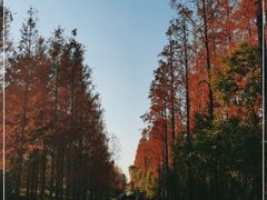 -上海长兴岛郊野公园