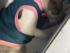 -美联众合动物医院·24h京西诊疗中心