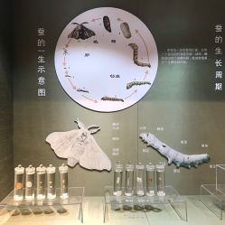 -太湖雪蚕桑文化园
