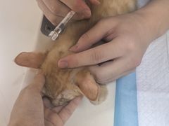 -美美宠物诊疗中心·异宠·骨科(滨江东信分院)
