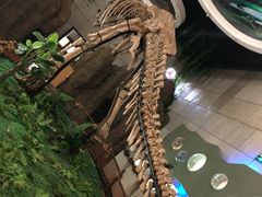 -诸城市恐龙博物馆