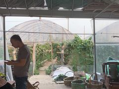 -马陆小张葡萄园农家乐