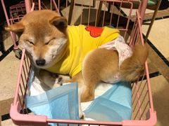 -猫色咖啡·猫咖