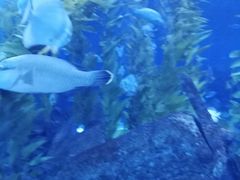 -芜湖新华联大白鲸海洋公园