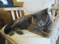 -海边的猫和咖啡馆