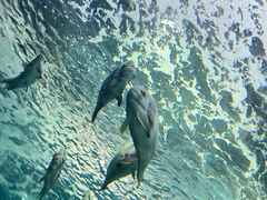 -上海海洋水族馆