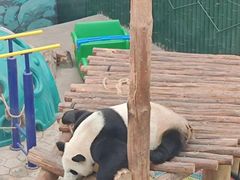 -沈阳森林动物园
