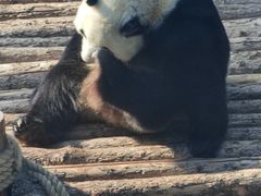 -大连森林动物园