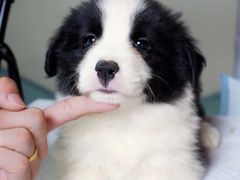 -翊宠yipet猫狗购宠庄园犬舍•猫舍