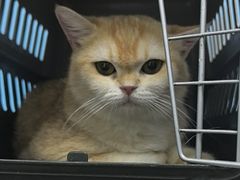 -瑞派福兴宠物医院犬猫全科·骨科·中西医结合(河东店)