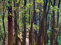 -火炉山森林公园