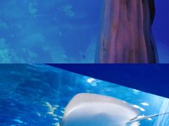 -太平洋海底世界