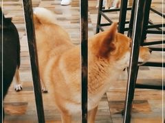 -柴源莊·柴小宠柴犬咖啡