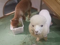 -藦茜花园宠物主题亲子互动体验馆(国顺东路店)