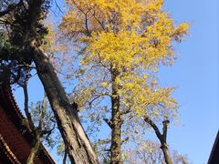 -南岳衡山风景名胜区-南岳大庙