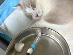 -美美宠物诊疗中心·异宠·骨科(滨江东信分院)