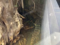 -上海大自然野生昆虫馆(东方明珠·爬宠昆虫探索中心)