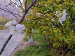-高东镇樱花园