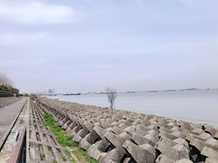 -上海滨江森林公园