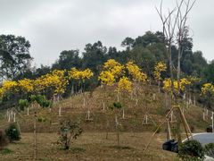-东莞植物园