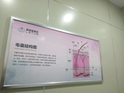 -碧莲盛·不剃发植发