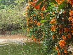 -海南热带野生动植物园