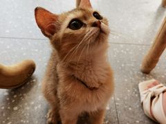 -共舞时光猫咖·狗咖(新街口店)