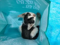 -伟伟宠物医院·CT影像中心·瑞派犬猫综合性门诊(汉口总院)