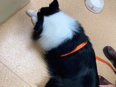 -宠颐生中康贝怡动物医院