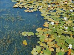 -贡湖湾湿地公园