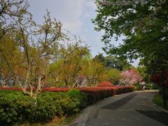-金鸡湖桃花岛