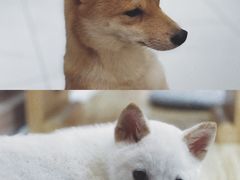 -柴源莊·柴小宠柴犬咖啡