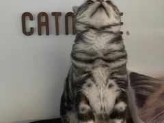 -Catmate·猫肥家润(金润铂宫店)