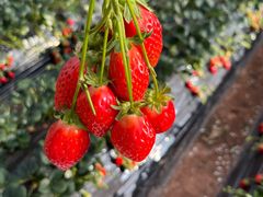 -一朵菌·野生菌探索家火锅(南亚店)