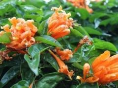-海南热带野生动植物园