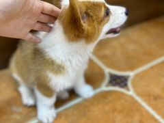 -柯斗斗主题餐厅·狗咖·围炉煮茶·茶饮(国瑞升平里店)