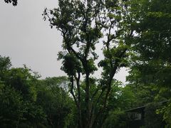 -中国茶叶博物馆(双峰馆区)