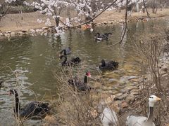 -长白岛森林公园