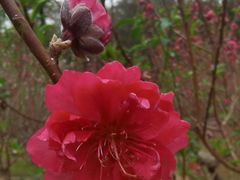 -桃花涧