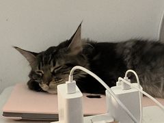 -宠爱国际动物医院·消化内科·心肾内科·ISFM猫友好(望京店)