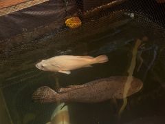 -蓝湾碧波·老字号·疍家非遗海上餐厅