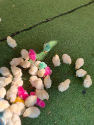 -萌宠亲子动物乐园(槐房万达店)